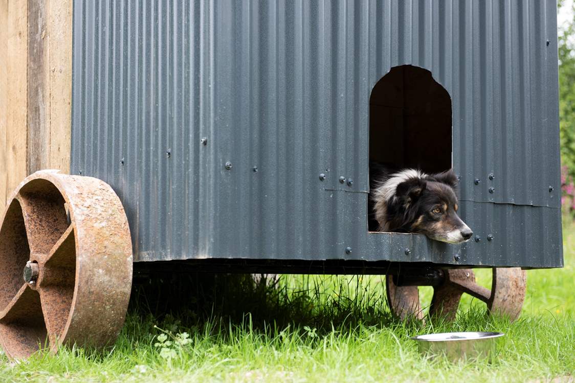 They can even sleep in their own mini shepherd's hut kennel but are also welcomed inside the main hut.