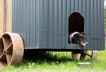 They can even sleep in their own mini shepherd's hut kennel but are also welcomed inside the main hut. 