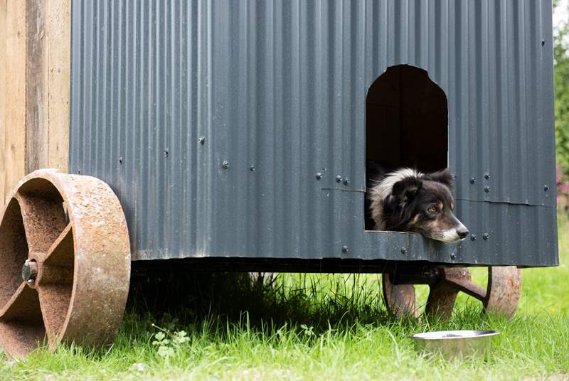 They can even sleep in their own mini shepherd's hut kennel but are also welcomed inside the main hut. 