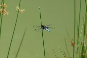 You will see plenty of activity around the ponds.