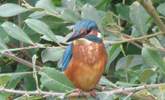 You might even spot the odd kingfisher. Picture taken by the lovely owners.  - Thumbnail Image