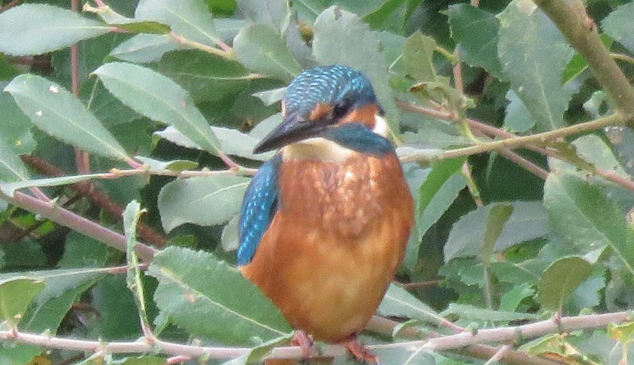 You might even spot the odd kingfisher. Picture taken by the lovely owners. 