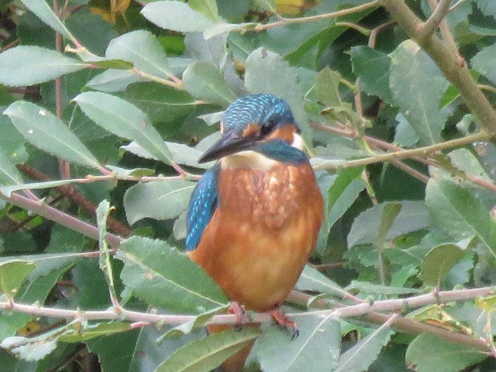 You might even spot the odd kingfisher. Picture taken by the lovely owners.