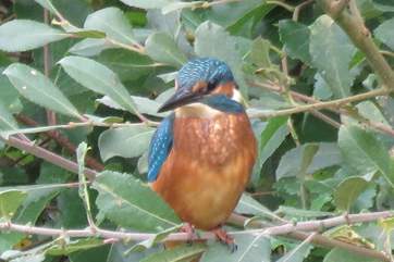 You might even spot the odd kingfisher. Picture taken by the lovely owners.