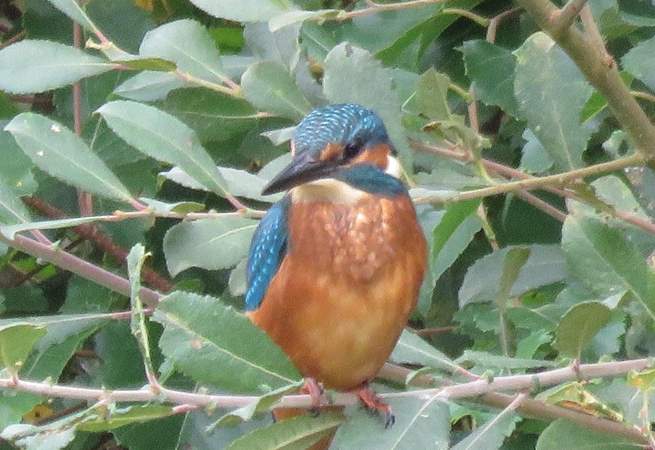 You might even spot the odd kingfisher. Picture taken by the lovely owners. 