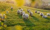 The only neighbours you need to worry about are the friendly sheep!  - Thumbnail Image