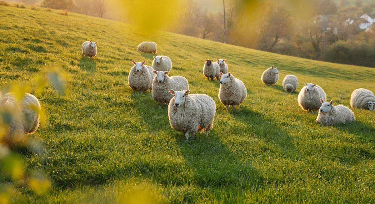 The only neighbours you need to worry about are the friendly sheep! 