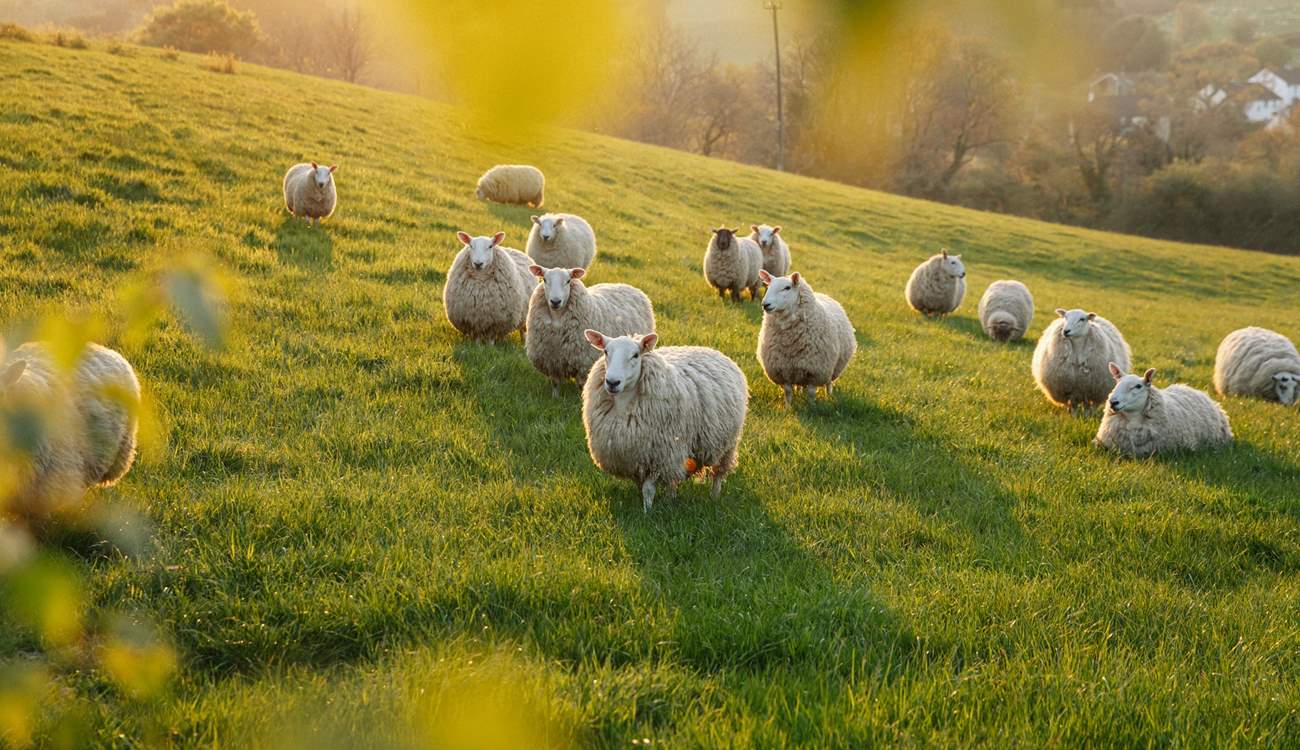 The only neighbours you need to worry about are the friendly sheep! 