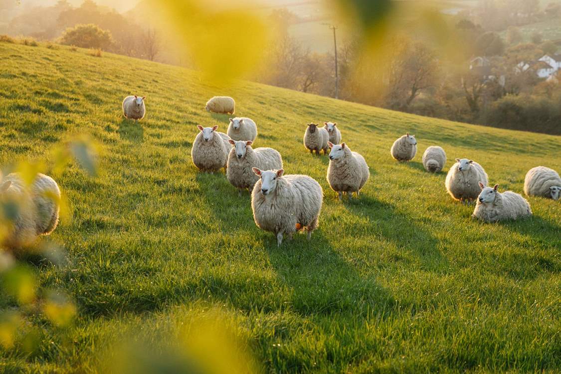 The only neighbours you need to worry about are the friendly sheep!