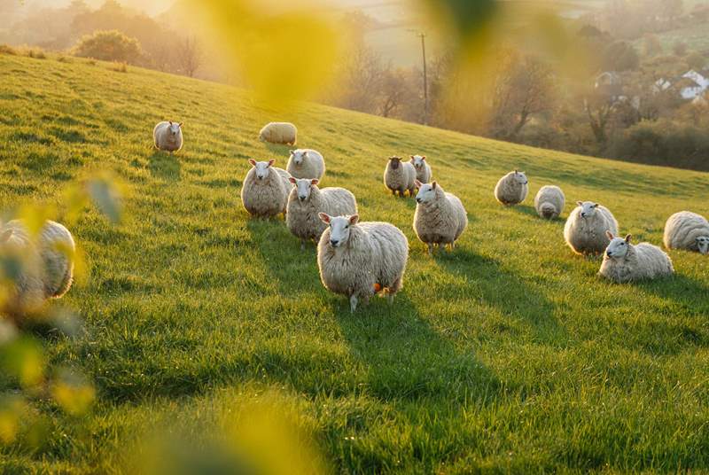 The only neighbours you need to worry about are the friendly sheep! 