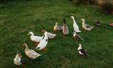 And gorgeous ducks!  - Thumbnail Image