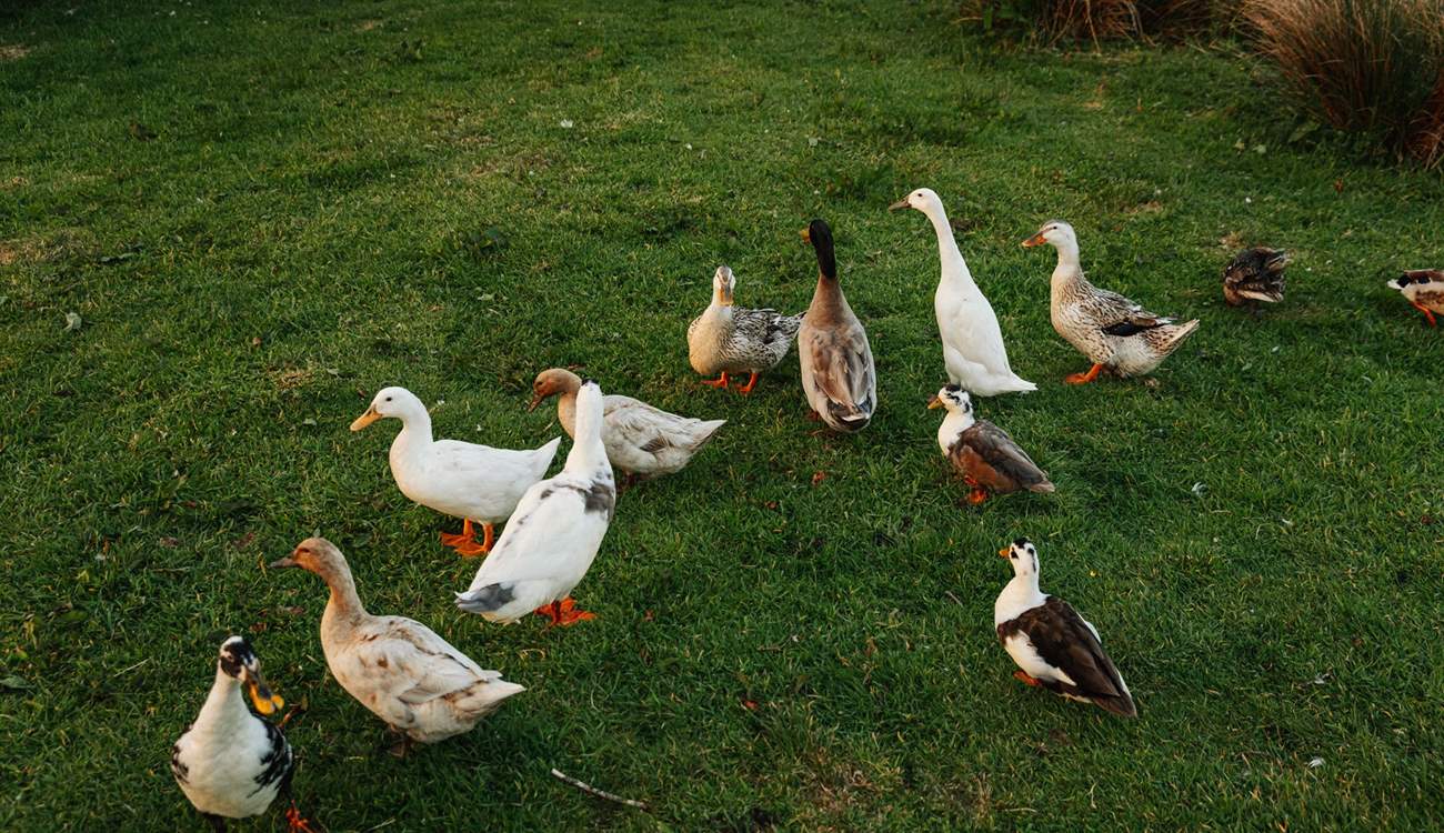 And gorgeous ducks! 