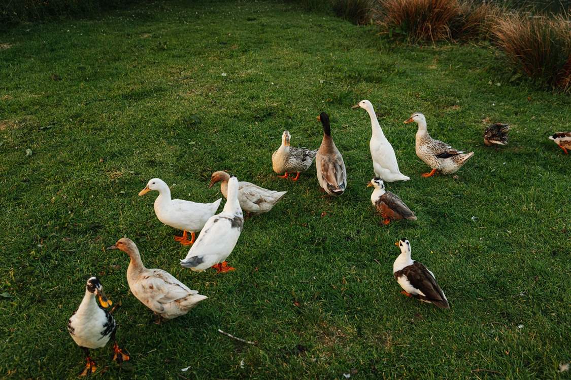 And gorgeous ducks!