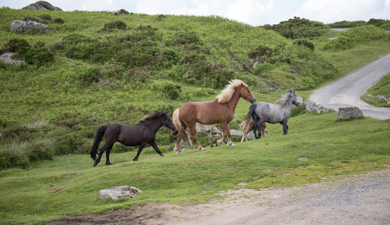 As you are situated on the eastern edge of Dartmoor, a visit to the beautiful moors is a must.