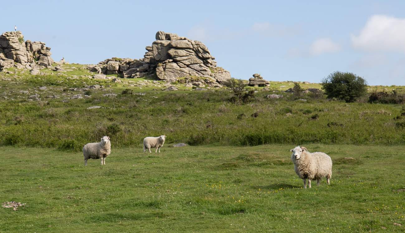 The scenery on Dartmoor is spectacular.