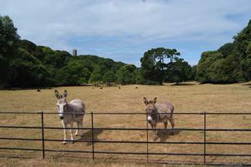 The gardens and walks of Hartland Abbey are just down the road from the cottage. There is a fabulous seasonal tea-room there too.