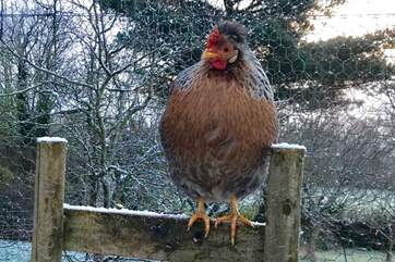 One of the very special rare breed chickens that you will meet here.