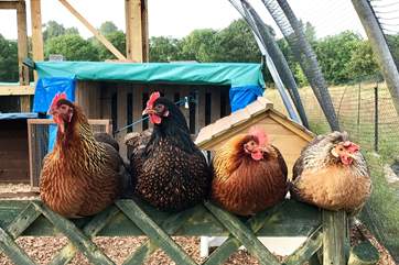 Meet the fabulous Daisyland chickens.