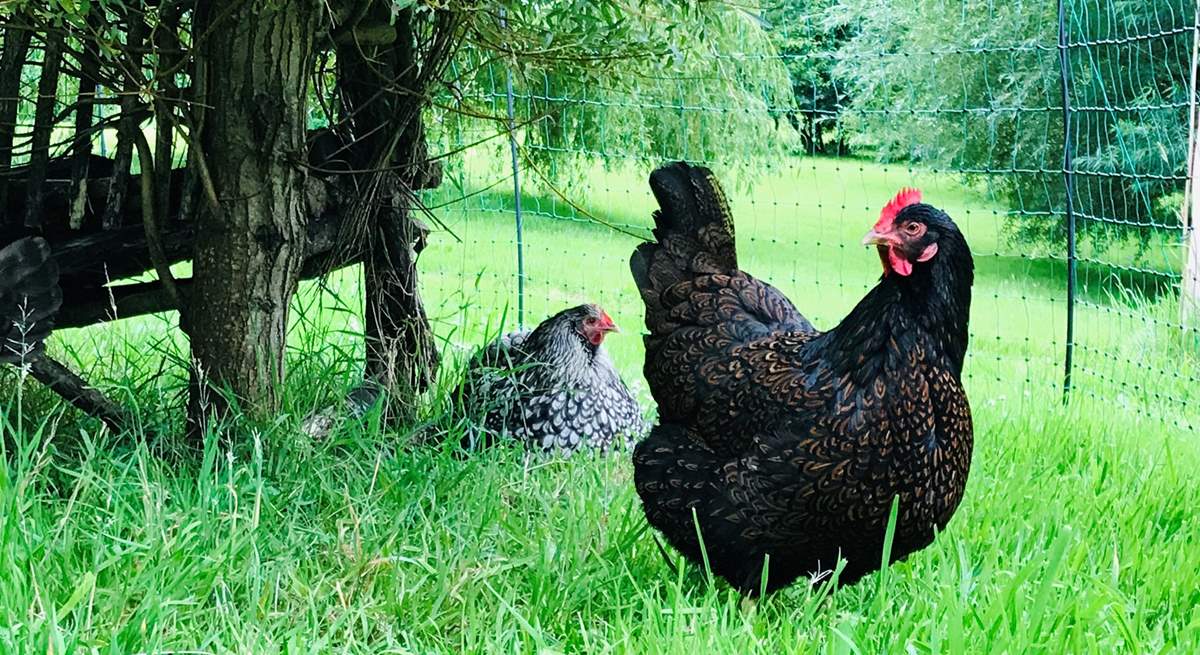 What a fabulous countryside setting these friendly neighbours have to roam and enjoy.