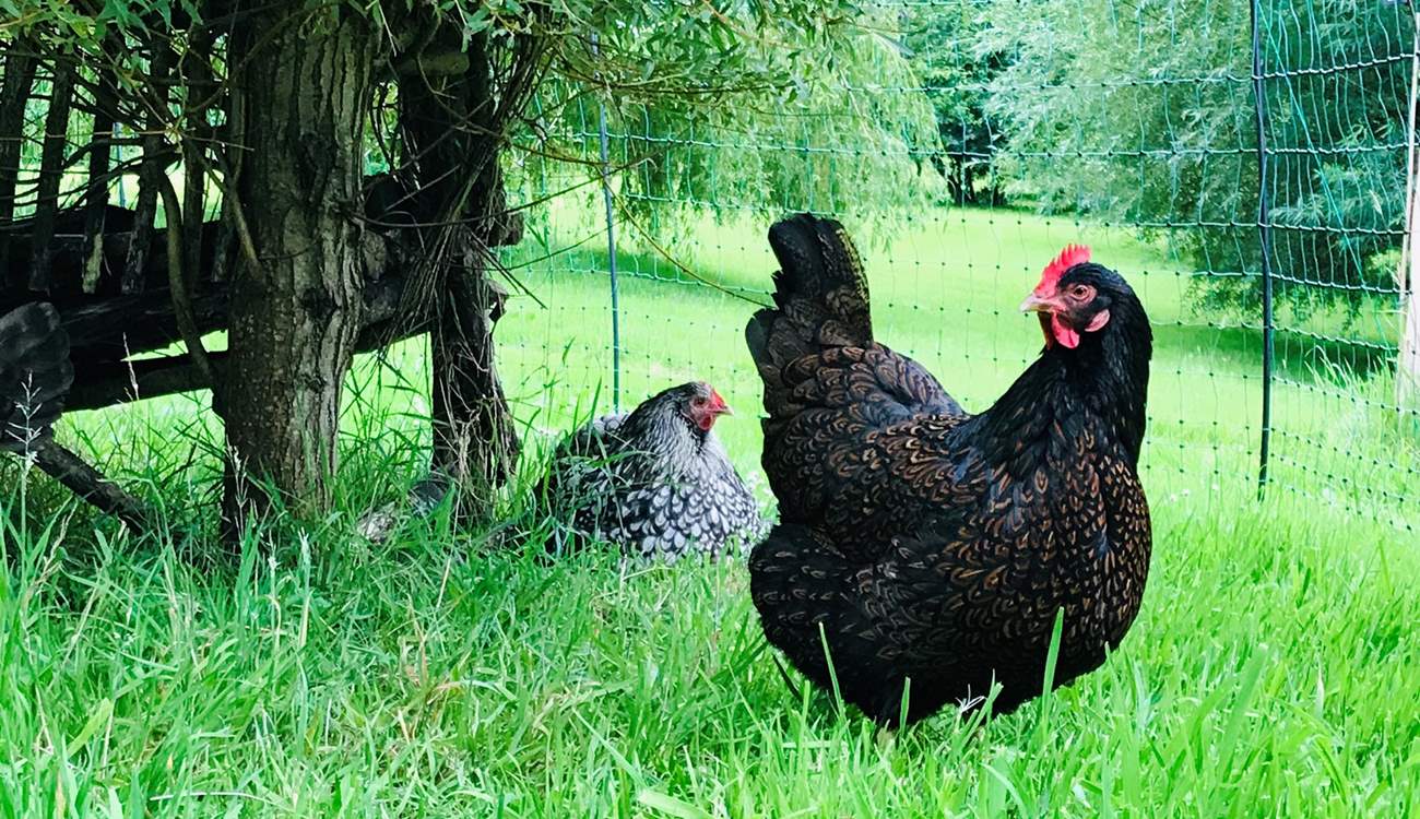 What a fabulous countryside setting these friendly neighbours have to roam and enjoy.