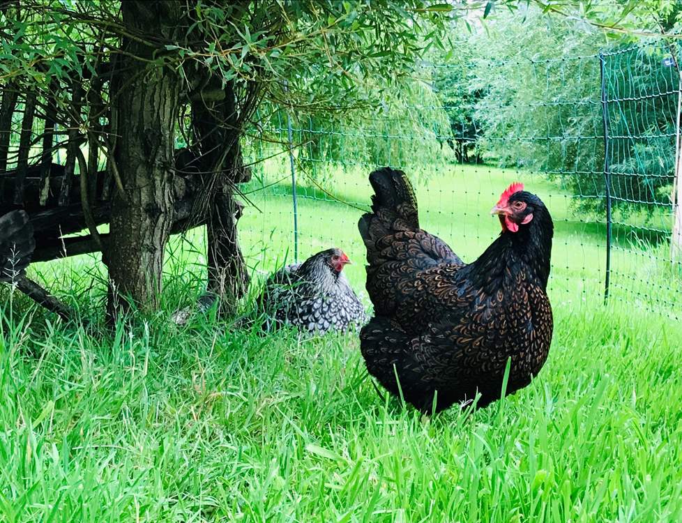 What a fabulous countryside setting these friendly neighbours have to roam and enjoy.