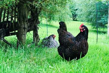What a fabulous countryside setting these friendly neighbours have to roam and enjoy.