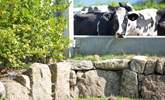 The cows pass by the cottage at milking time. - Thumbnail Image