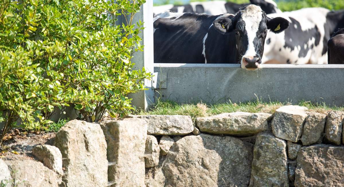 The cows pass by the cottage at milking time.