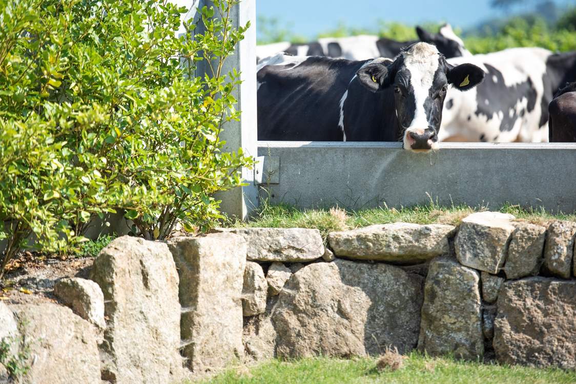 The cows pass by the cottage at milking time.