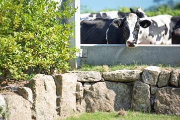 The cows pass by the cottage at milking time.