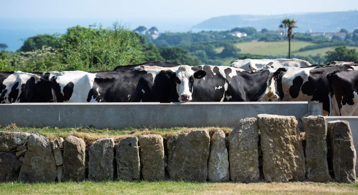 Milking time.