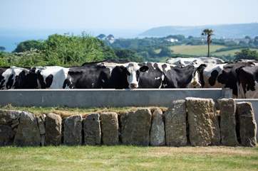 Milking time.