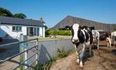 The cows on their way to the milking parlour. - Thumbnail Image