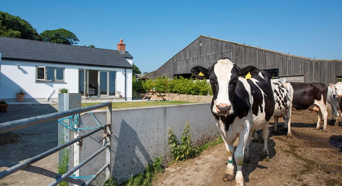 The cows on their way to the milking parlour.