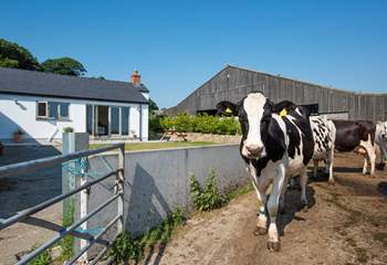 The cows on their way to the milking parlour.