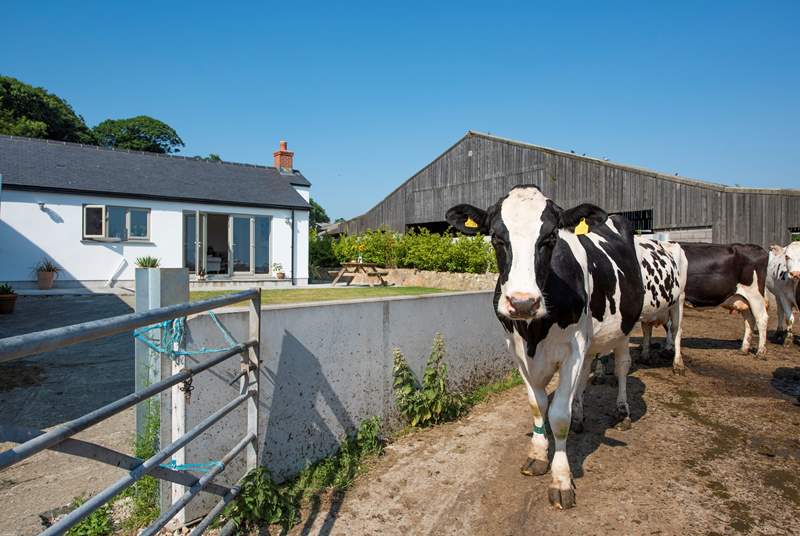 The cows pass by on their way to the milking parlour.