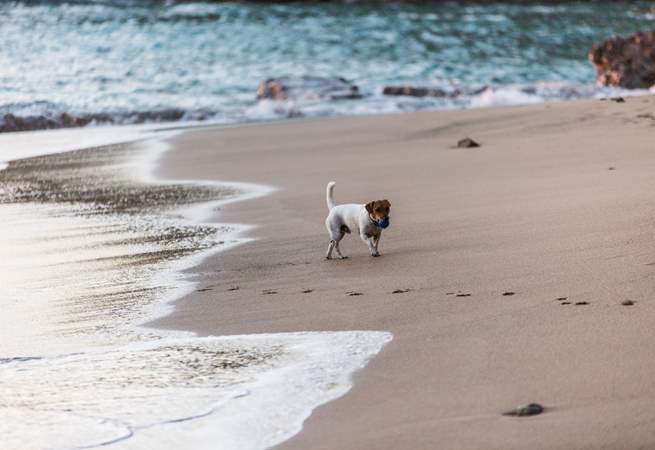 Your four legged friends are welcome to join you at Parlour Sky.