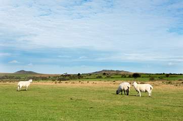 Animals roam freely around the moors
