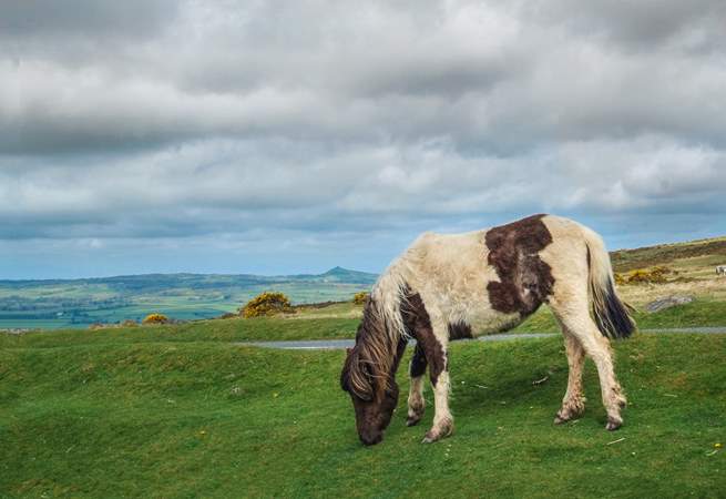 One of the friendly Dartmoor residents!