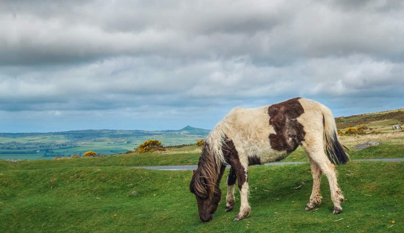 One of the friendly Dartmoor residents!