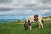 One of the friendly Dartmoor residents!