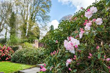 The garden in full bloom.