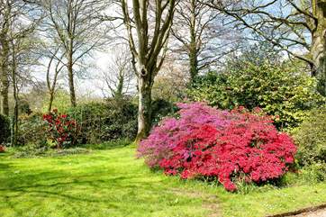 Azaleas in the lower garden.