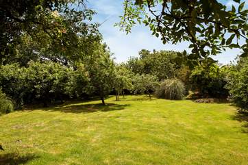 The orchard is a fun place to play hide and seek.