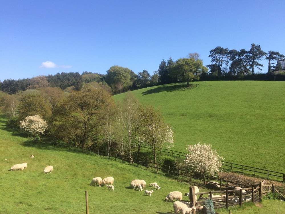 Grazing sheep can often be seen in the field beside Cider Barn.