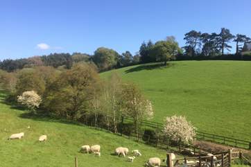 Grazing sheep are sometimes in the field beside Cider Barn, please ensure that your dog is on a lead when in proximity to the sheep.