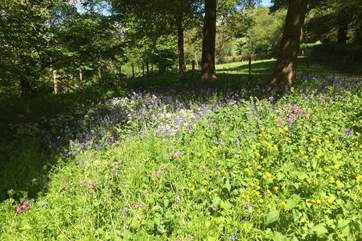 These delightful woods are a short walk from Cider Barn, adjacent to the East Devon Way.