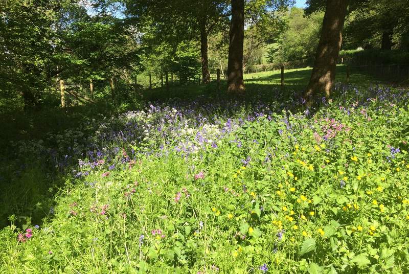 These delightful woods are a short walk from Cider Barn, adjacent to the East Devon Way.
