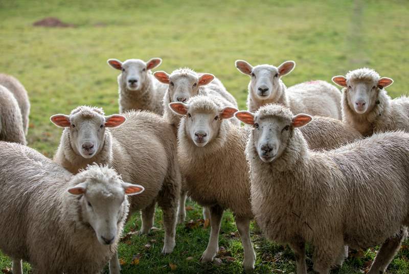 These curious sheep are often your neighbours.
