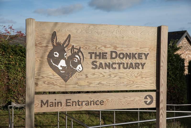 The Donkey Sanctuary is a short drive from Cider Barn, with free entry you can meet over 100 rescued Donkeys and Mules.